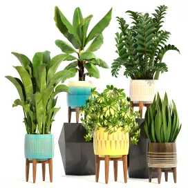 Collection of plants 2